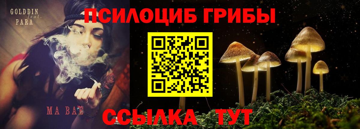 Красноармейск  Галлюциногенные грибы Psilocybe  Вход с VPN 